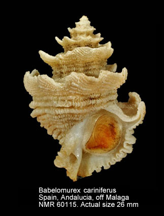 Babelomurex cariniferus.jpg - Babelomurex cariniferus(G.B.Sowerby,1834)